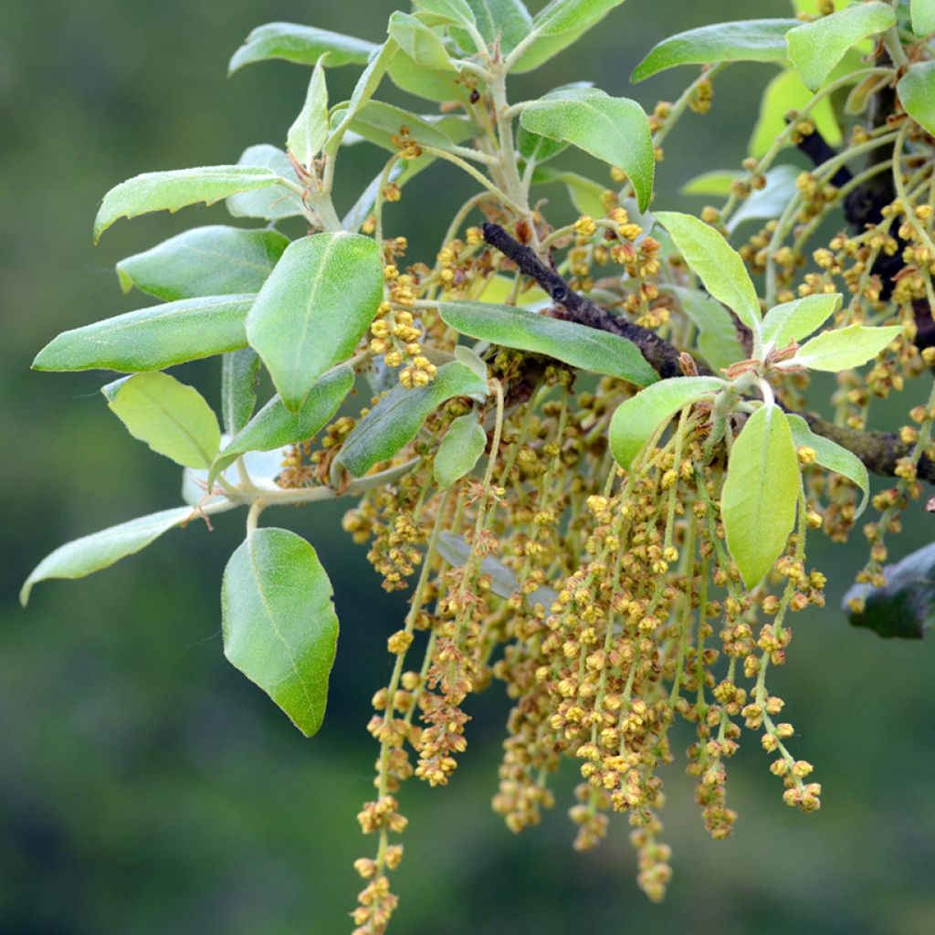 Holm oak - Quercus ilex