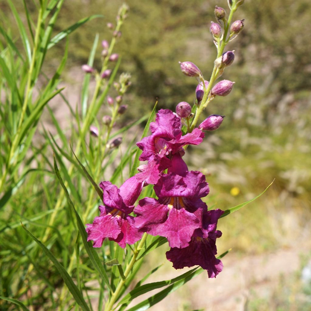 Chilopsis linearis Burgundy