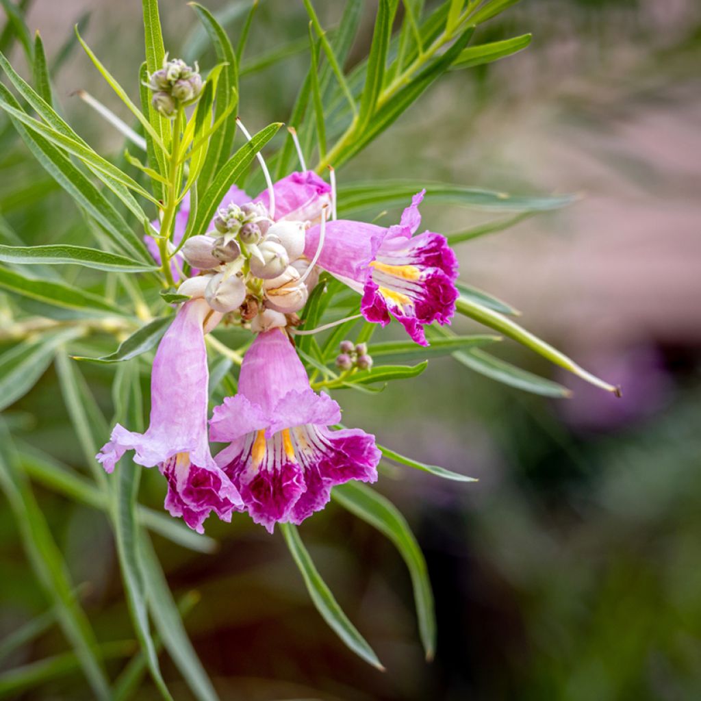 Chilopsis linearis