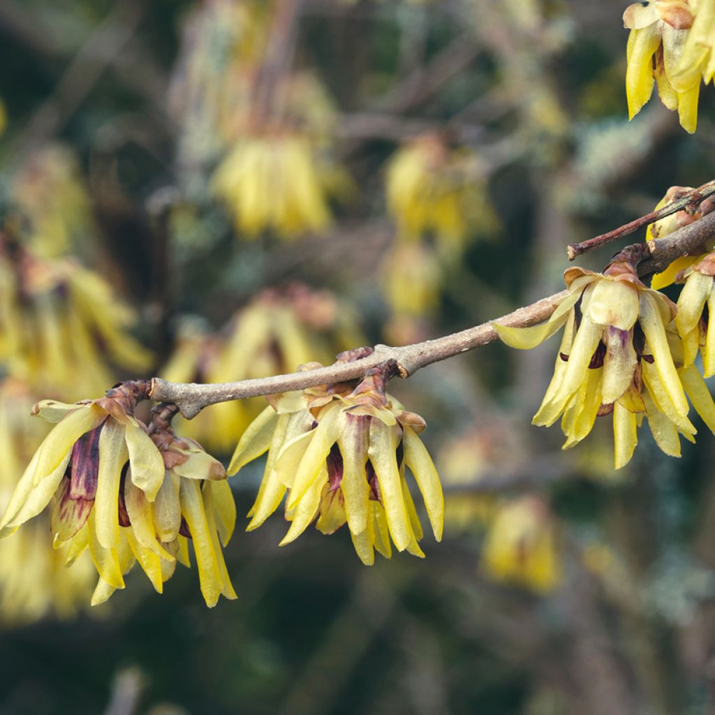 Chimonanthus praecox Grandiflorus