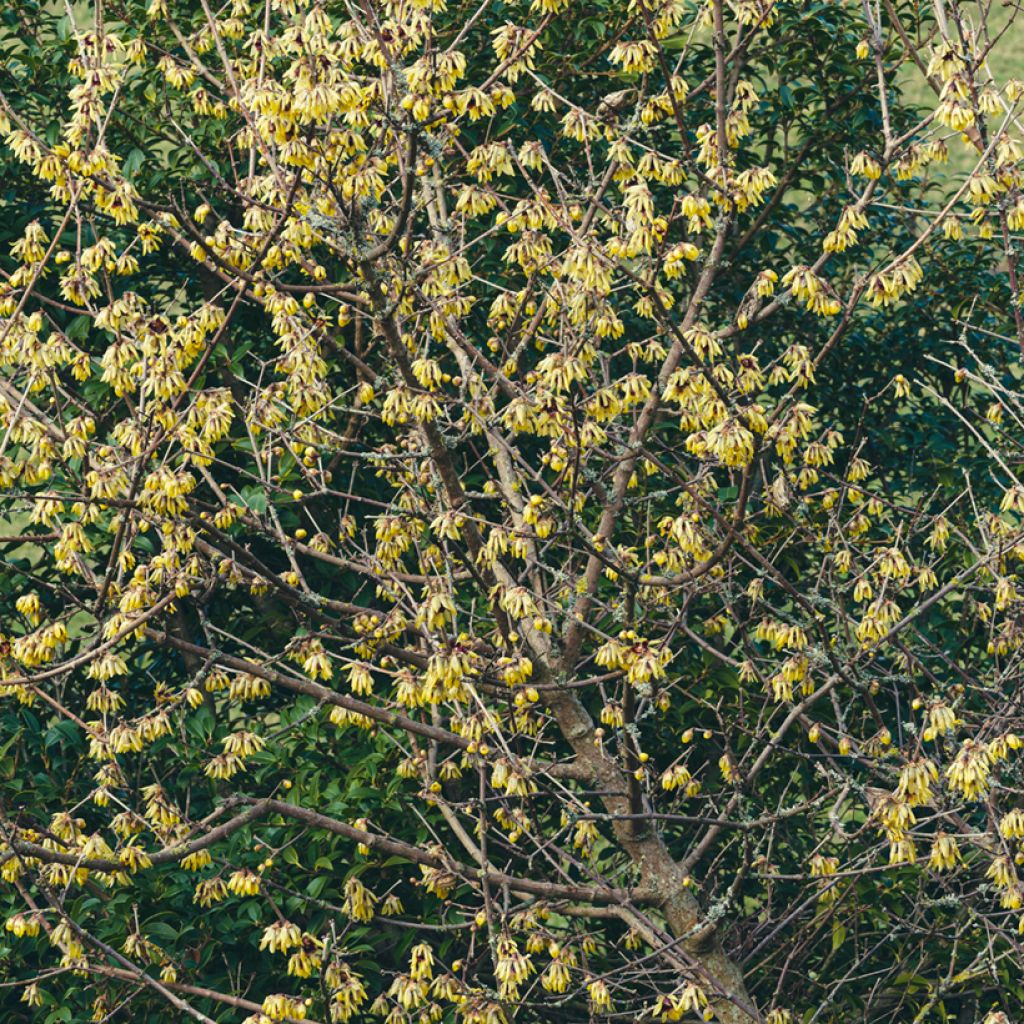 Chimonanthus praecox Grandiflorus