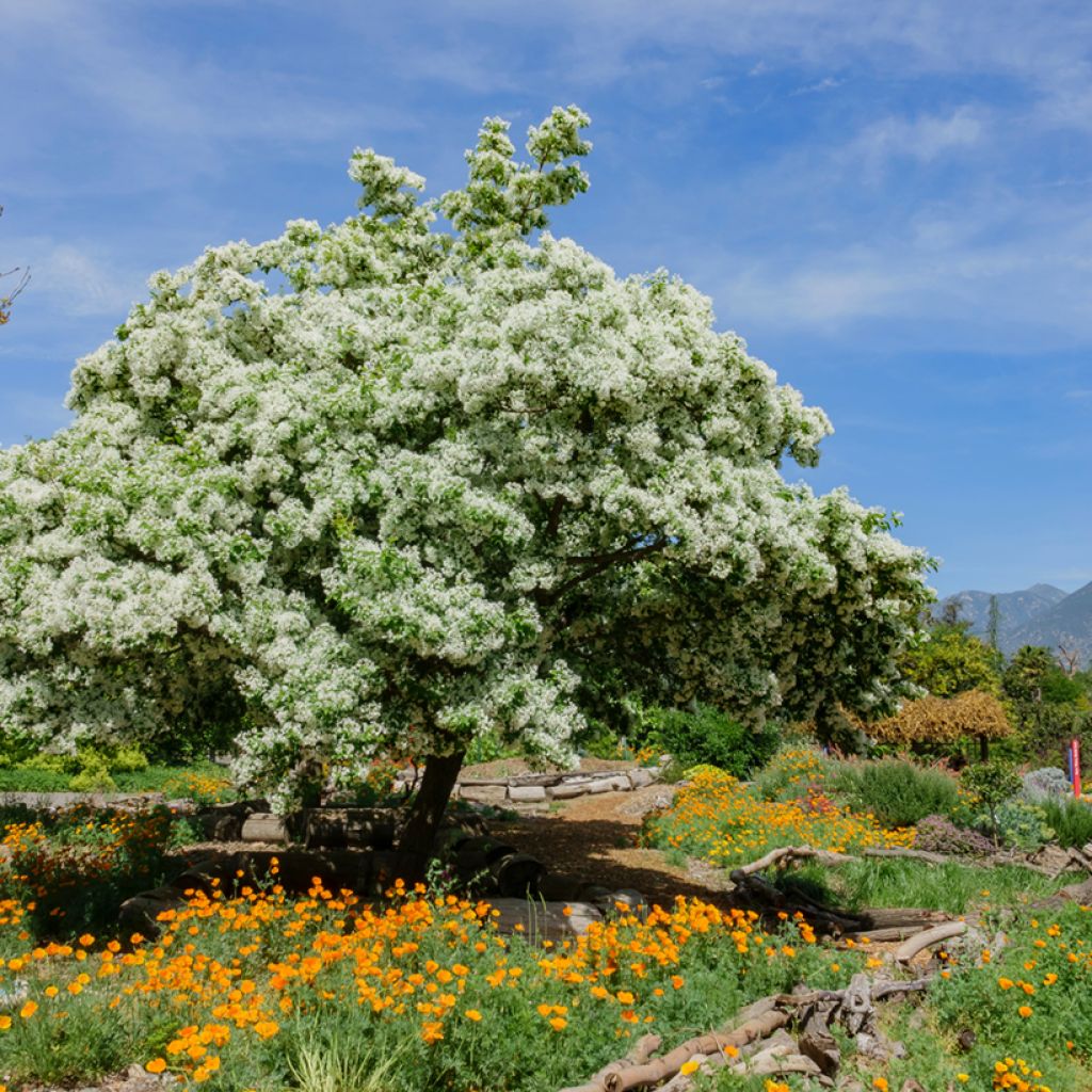 Chionanthus virginicus