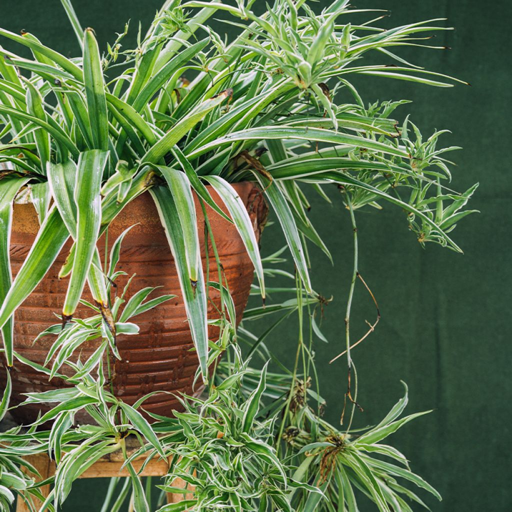 Spider Plant - Chlorophytum comosum Irish