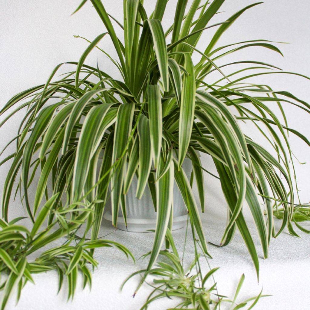 Spider Plant - Chlorophytum comosum Irish
