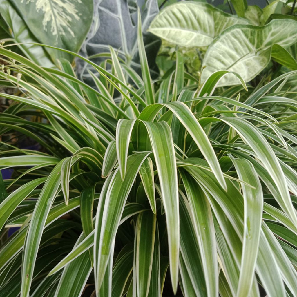 Spider Plant - Chlorophytum comosum Irish