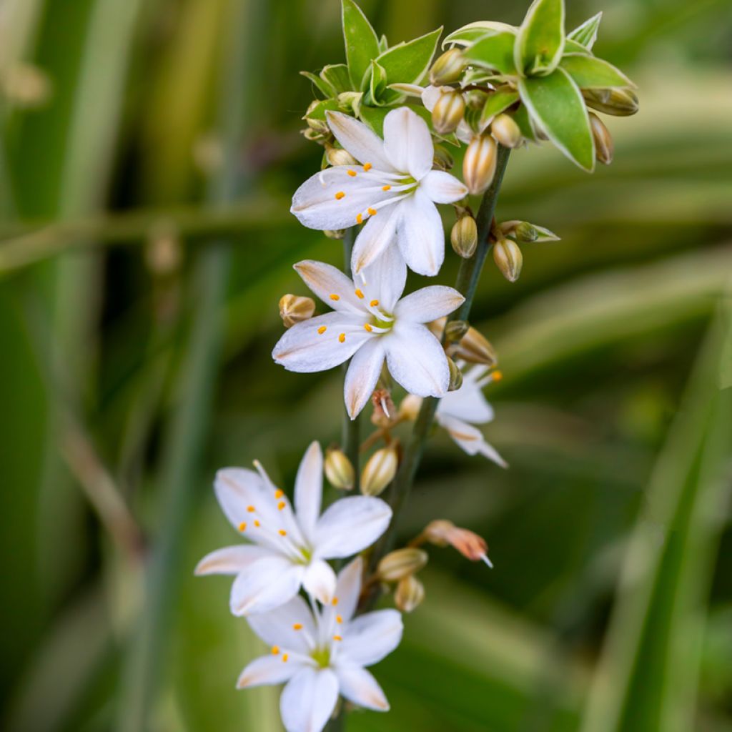 Spider Plant - Chlorophytum comosum Irish