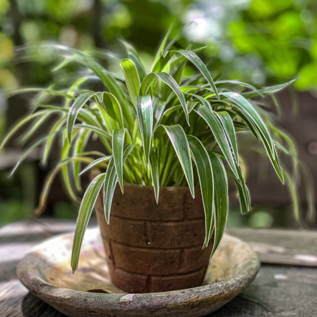 Spider Plant - Chlorophytum comosum Irish