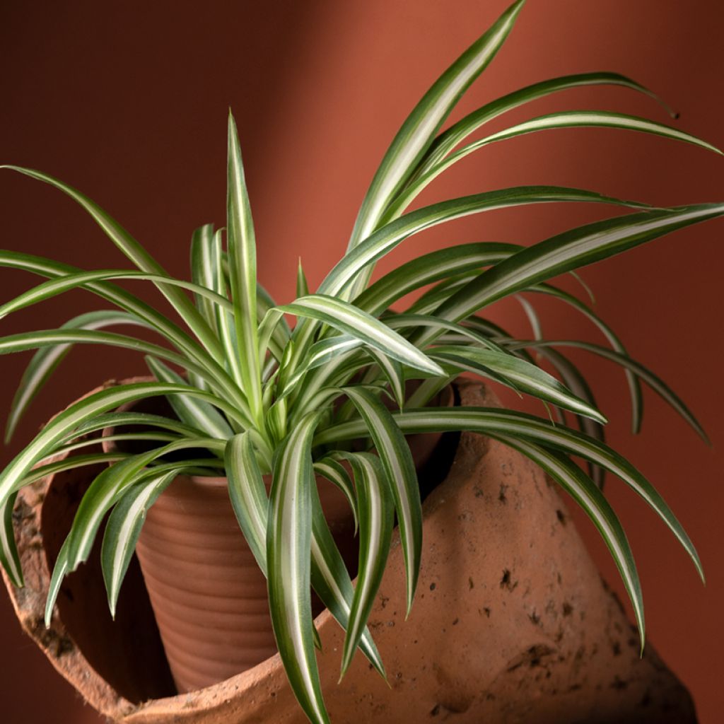 Chlorophytum comosum Variegatum - Spider Plant