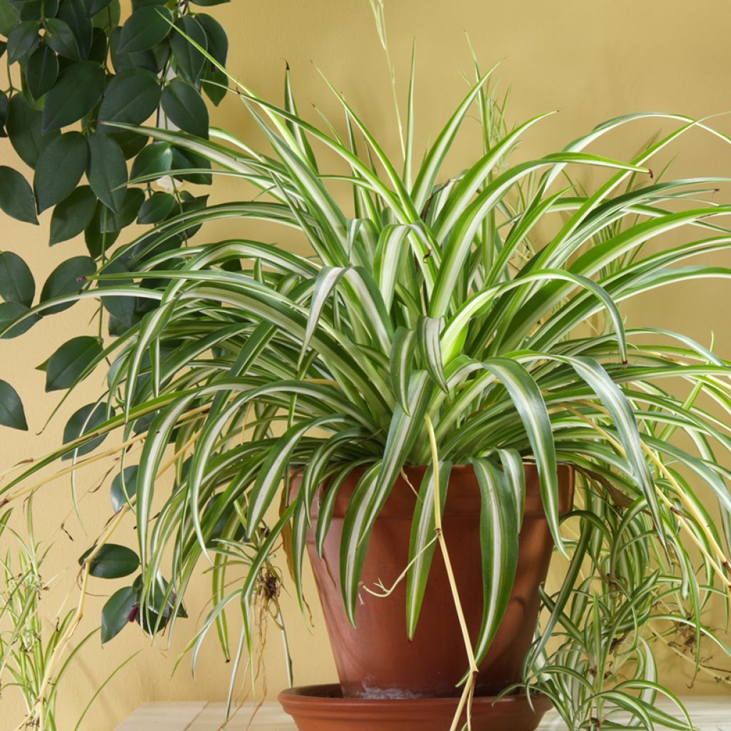 Chlorophytum comosum Variegatum - Spider Plant