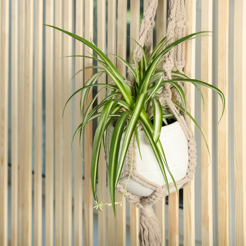 Chlorophytum comosum Variegatum - Spider Plant