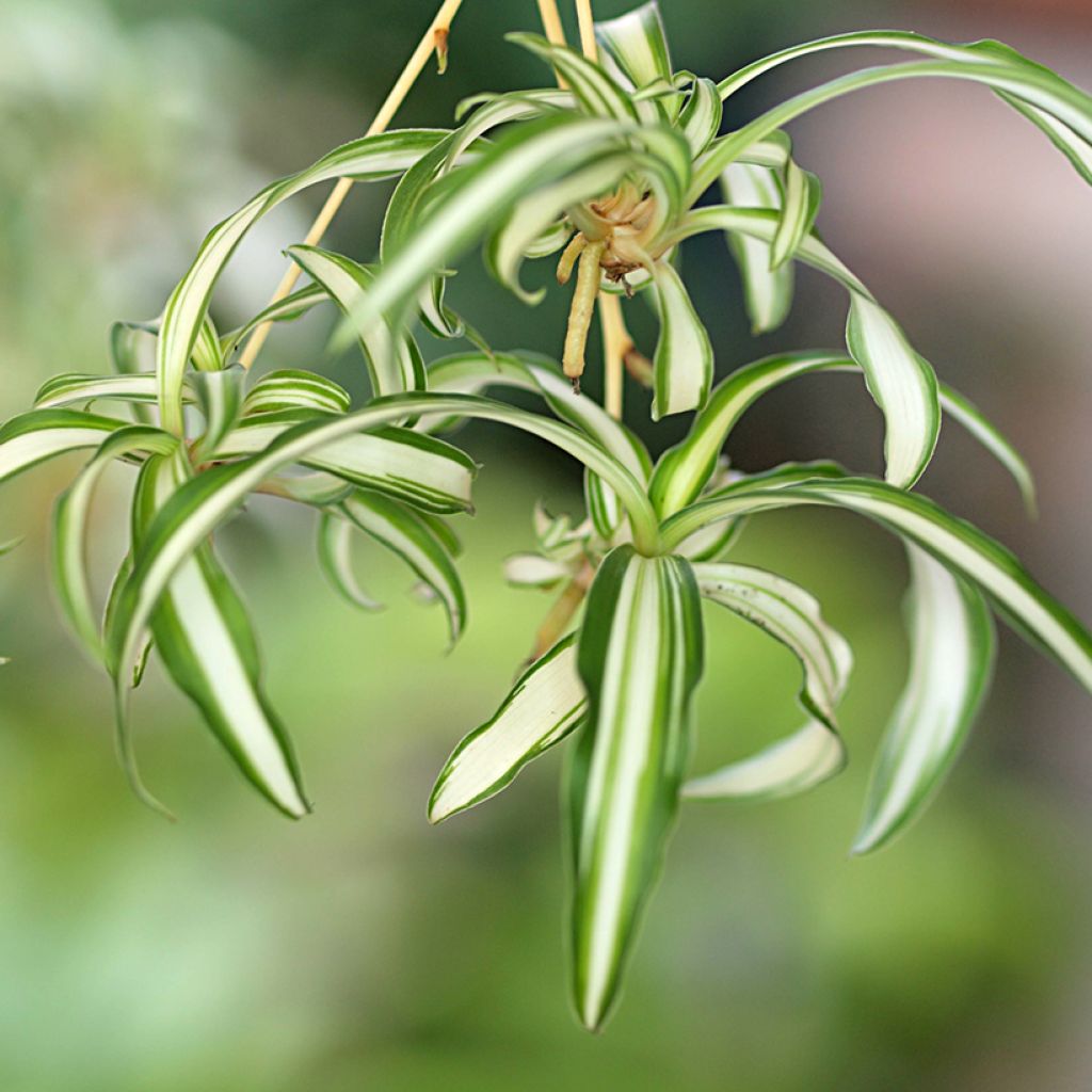 Chlorophytum comosum Variegatum - Spider Plant