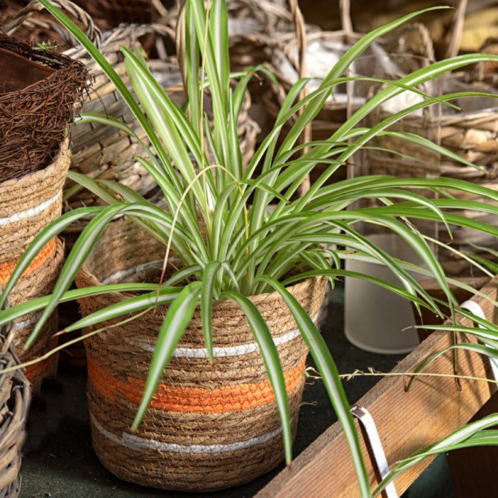 Chlorophytum comosum Variegatum - Spider Plant