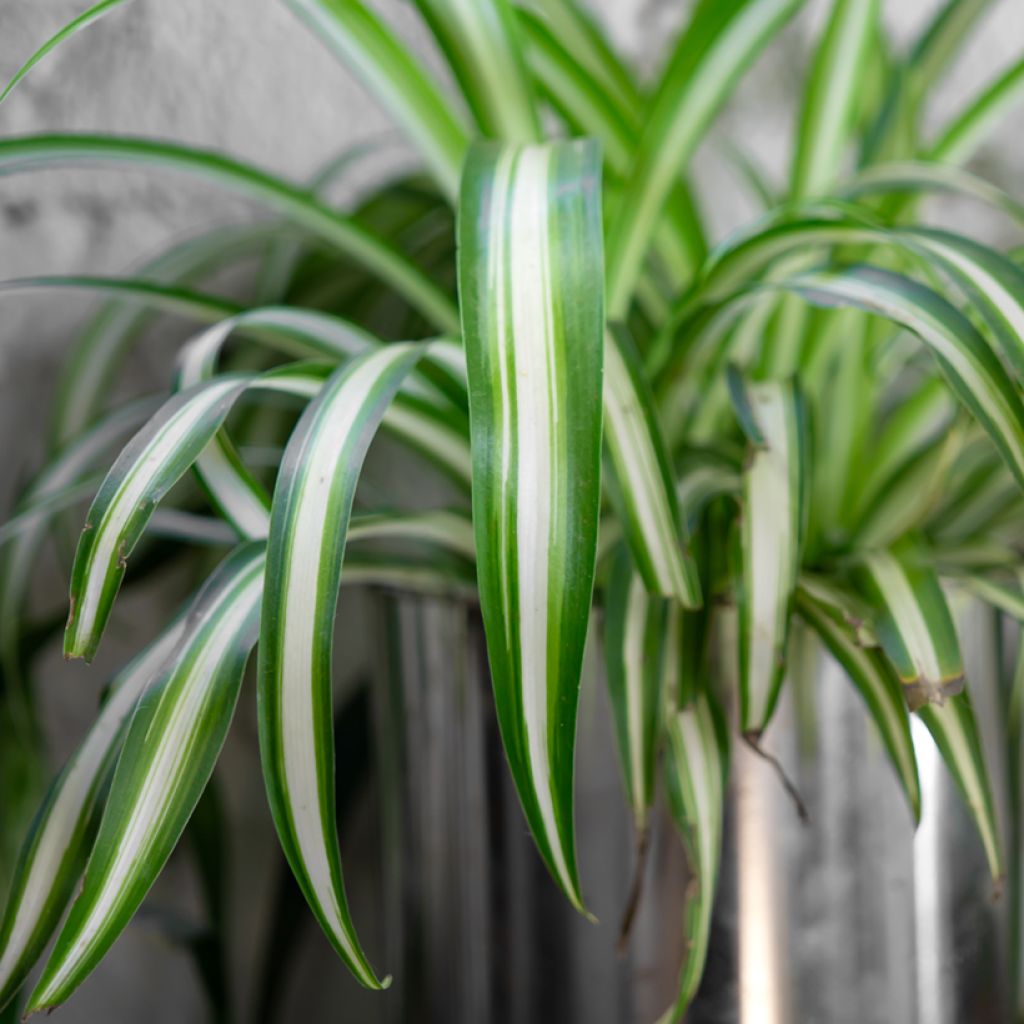Chlorophytum comosum Variegatum - Spider Plant