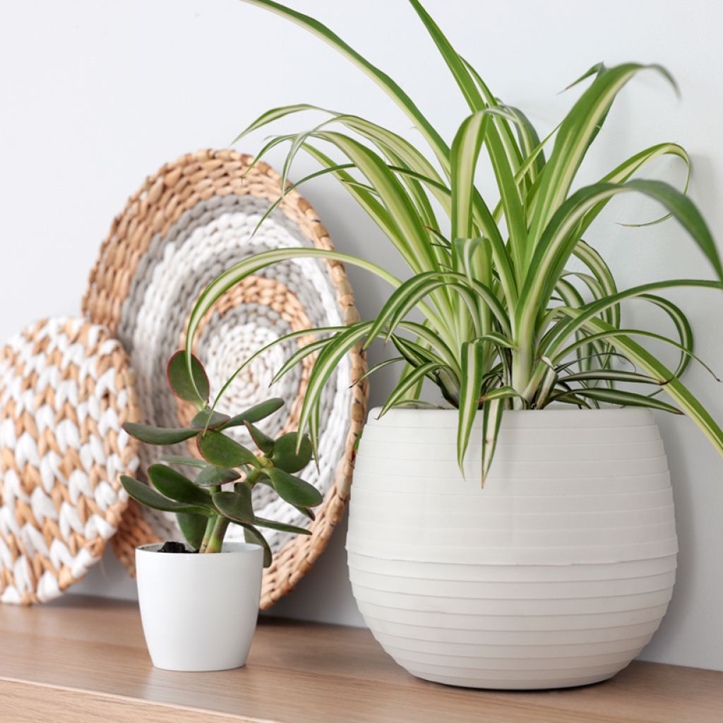 Chlorophytum comosum Variegatum - Spider Plant