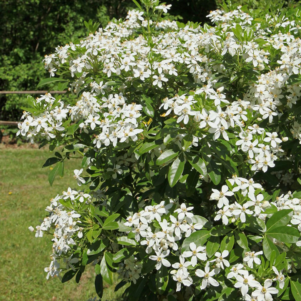 Choisya ternata - Mexican orange blossom