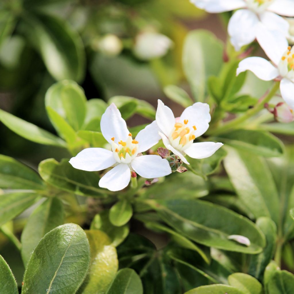 Choisya ternata - Mexican orange blossom