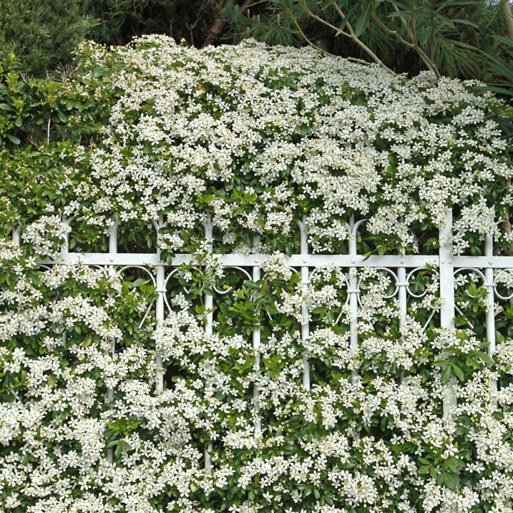 Choisya ternata - Mexican orange blossom