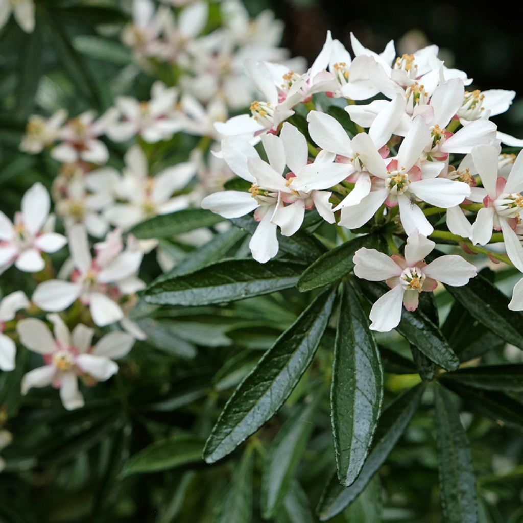 Choisya ternata Snow Flurries - Mexican Orange Blossom