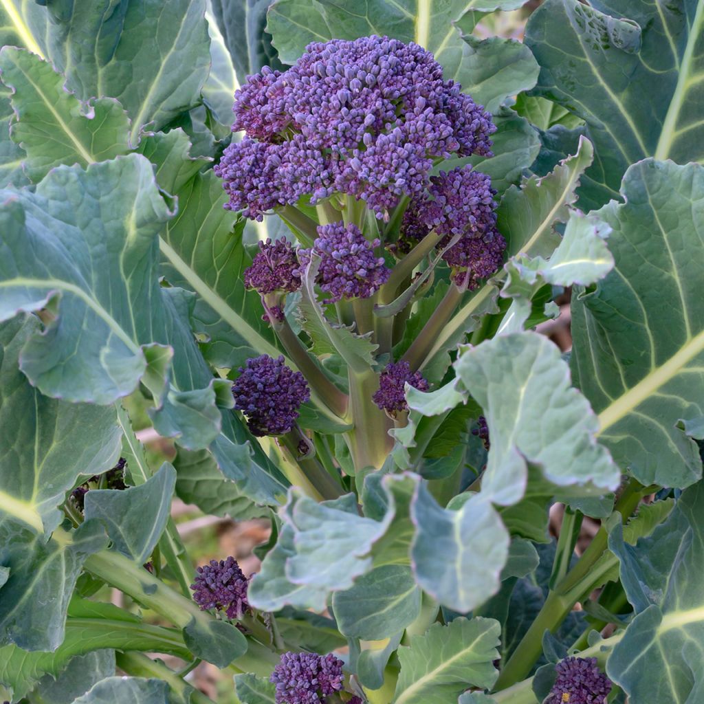 Broccoli Early Purple Sprouting - Brassica oleracea italica