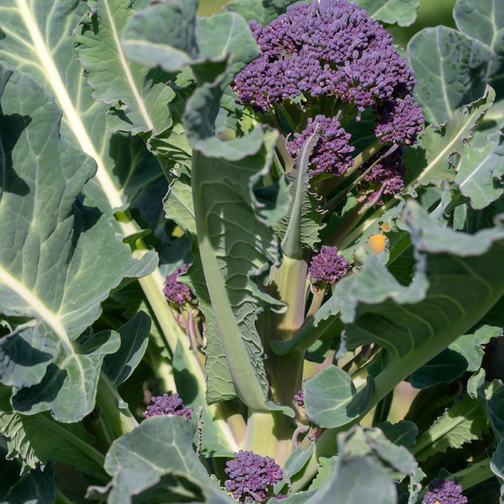 Broccoli Early Purple Sprouting - Brassica oleracea italica