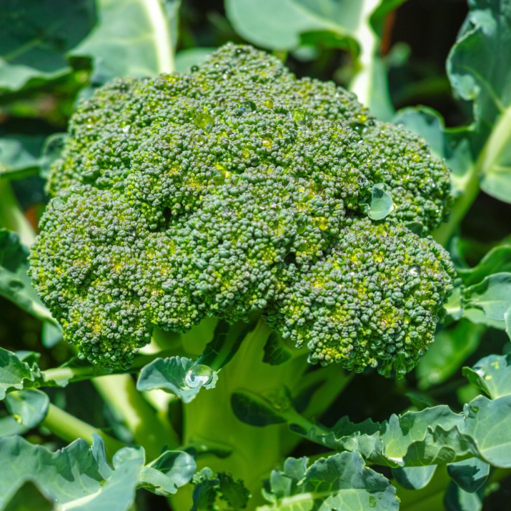 Broccoli Green Magic F1 - Brassica oleracea italica