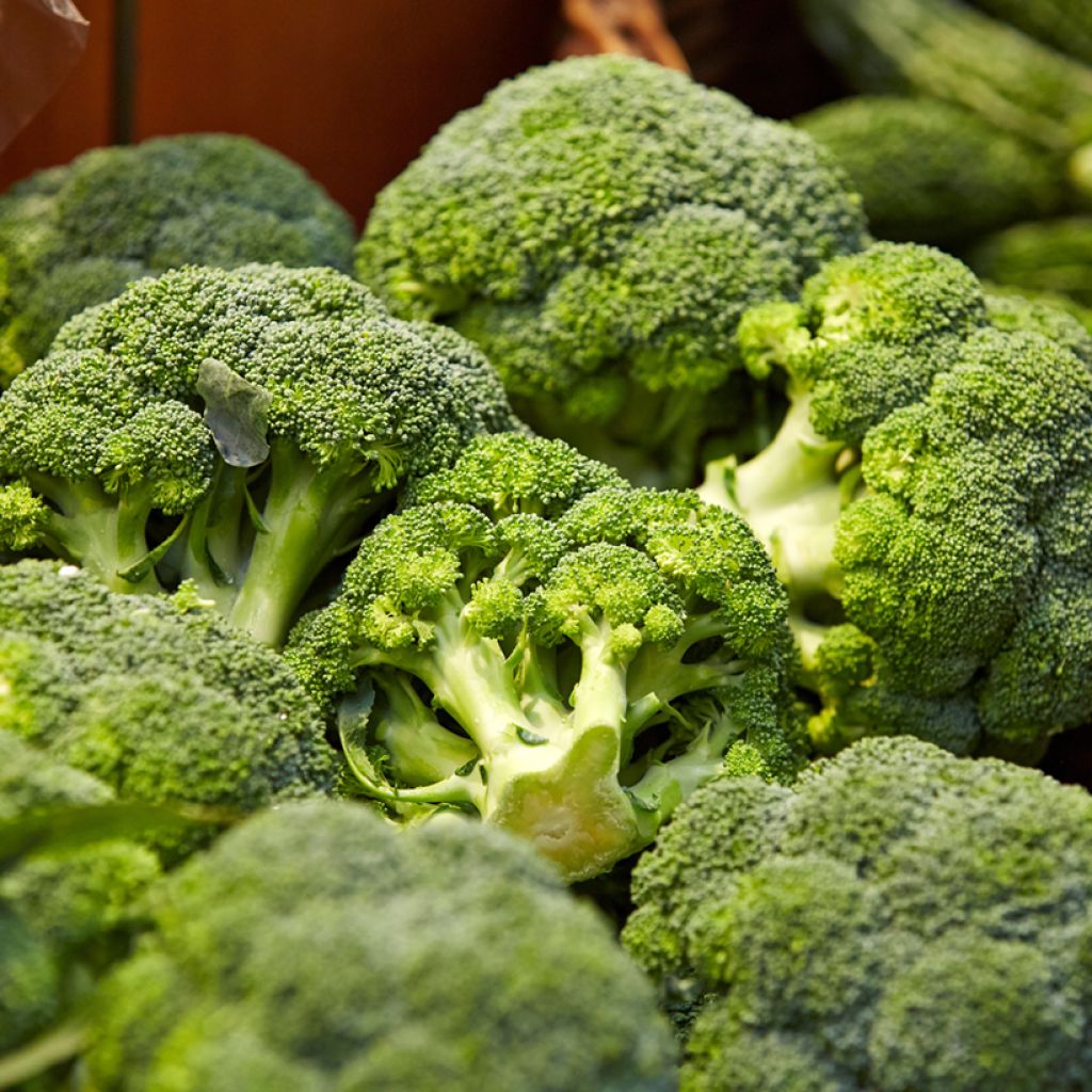 Broccoli Lord F1 - Brassica oleracea italica