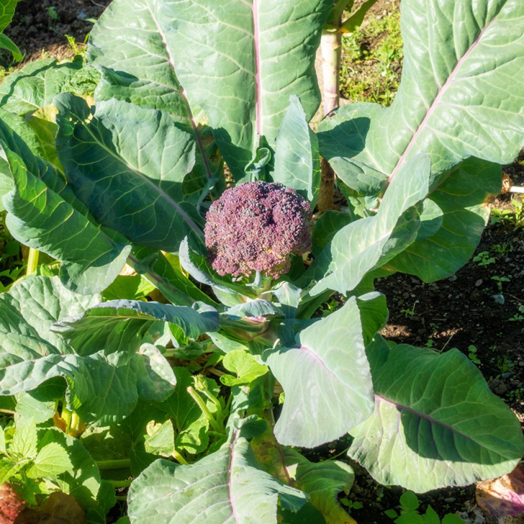 Broccoli Red Arrow - Brassica oleracea italica