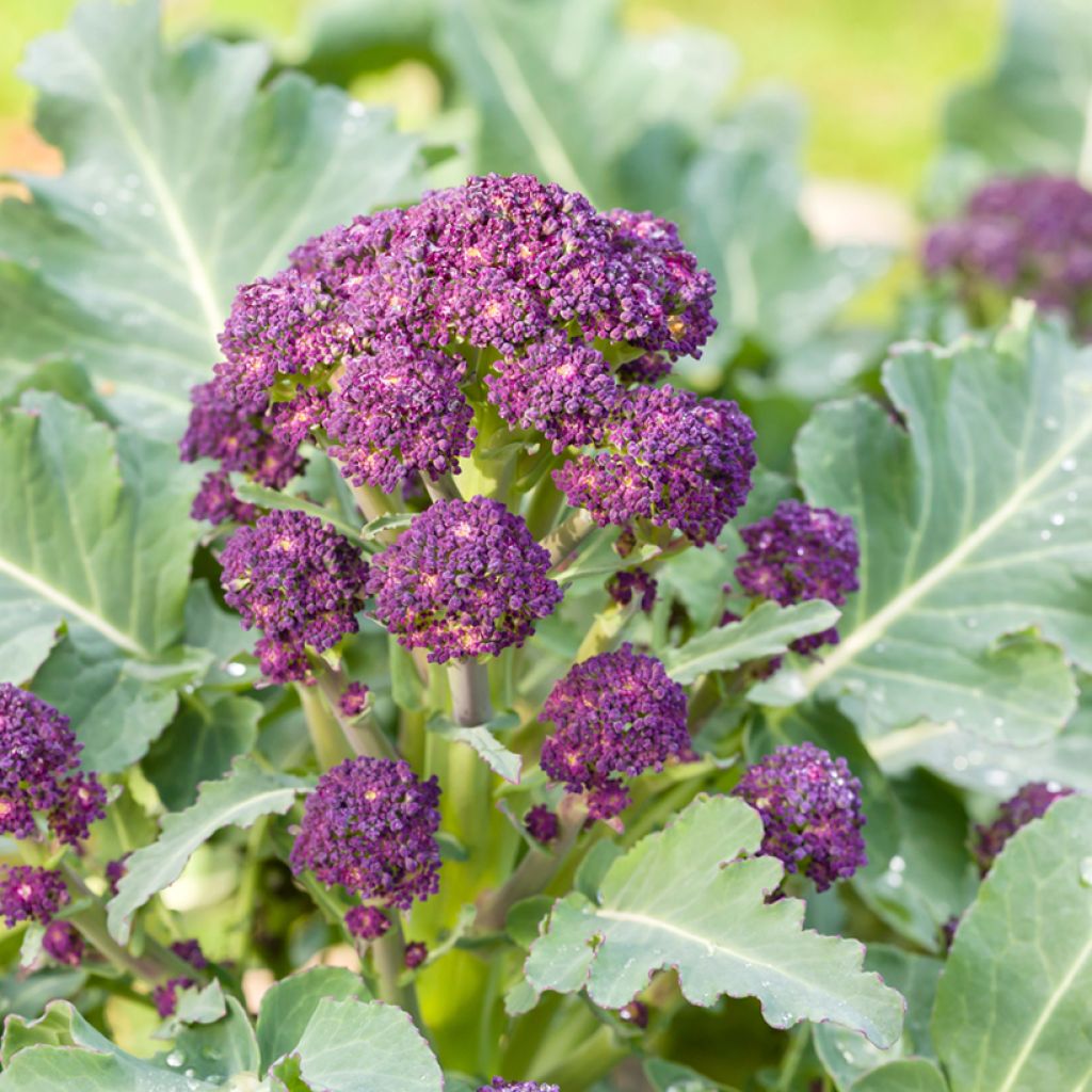 Broccoli Red Fire F1 - Brassica oleracea italica