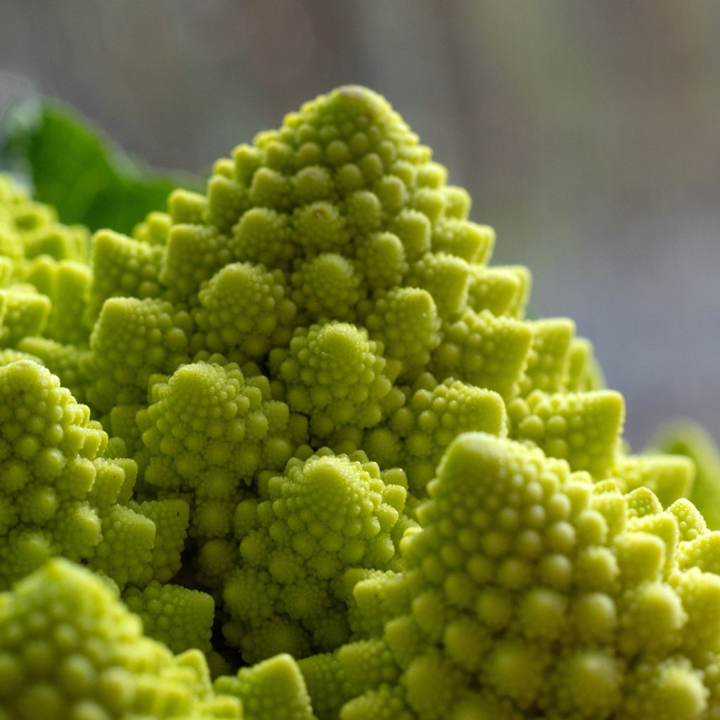 Romanesco Broccoli - Ferme de Sainte Marthe Seeds