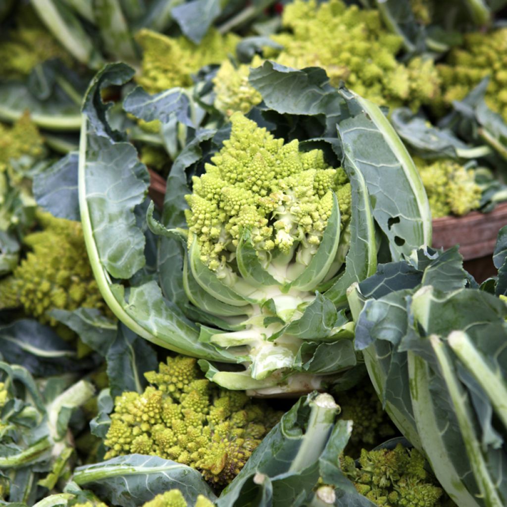 Romanesco Broccoli Early - Vilmorin Seeds