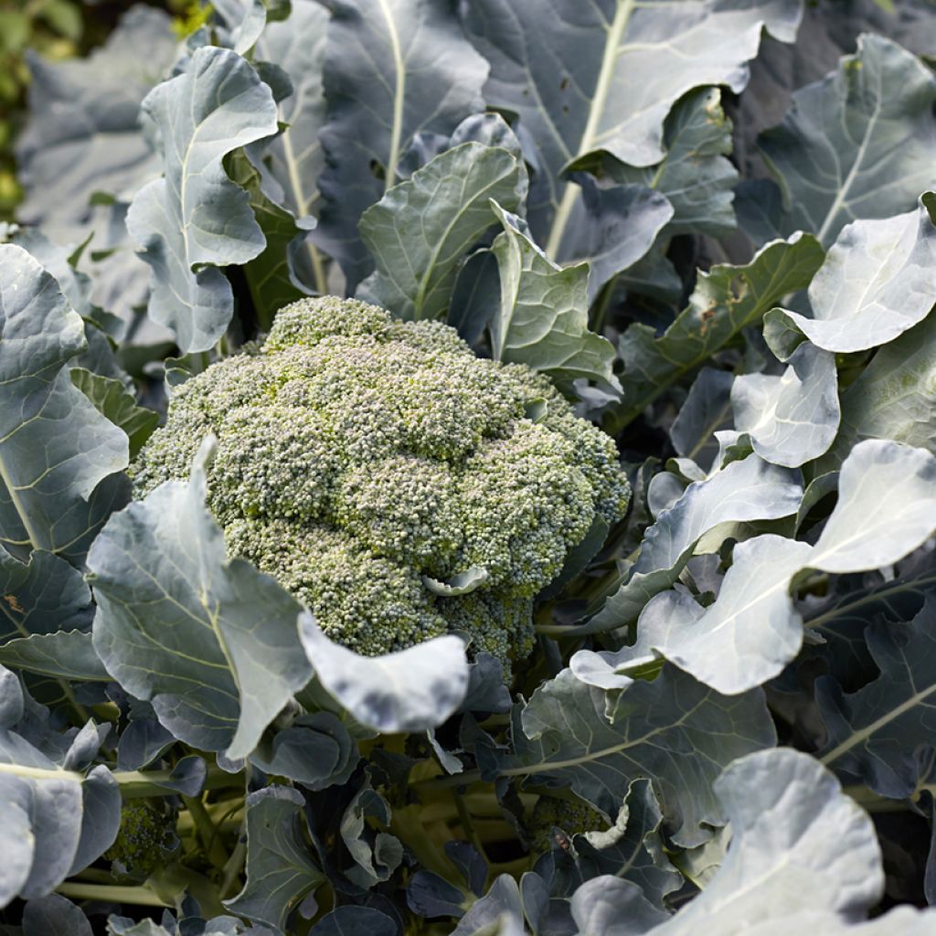 Broccoli Spiridon F1 - Brassica oleracea italica