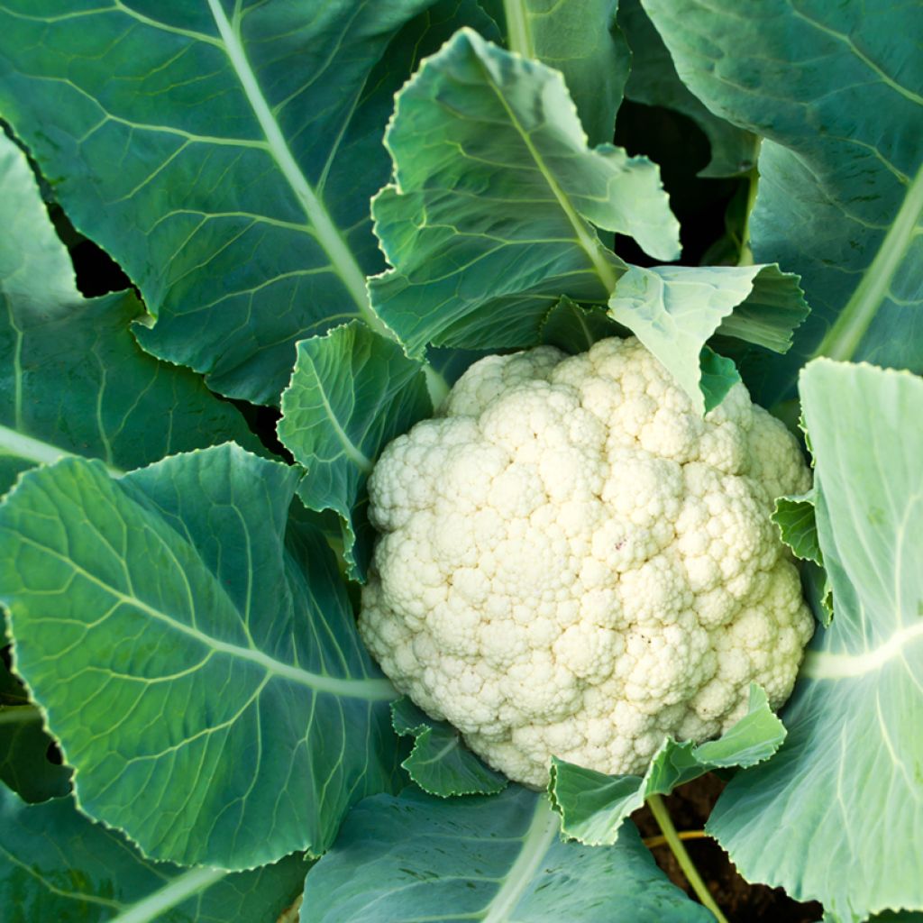 Cauliflower Armetta F1