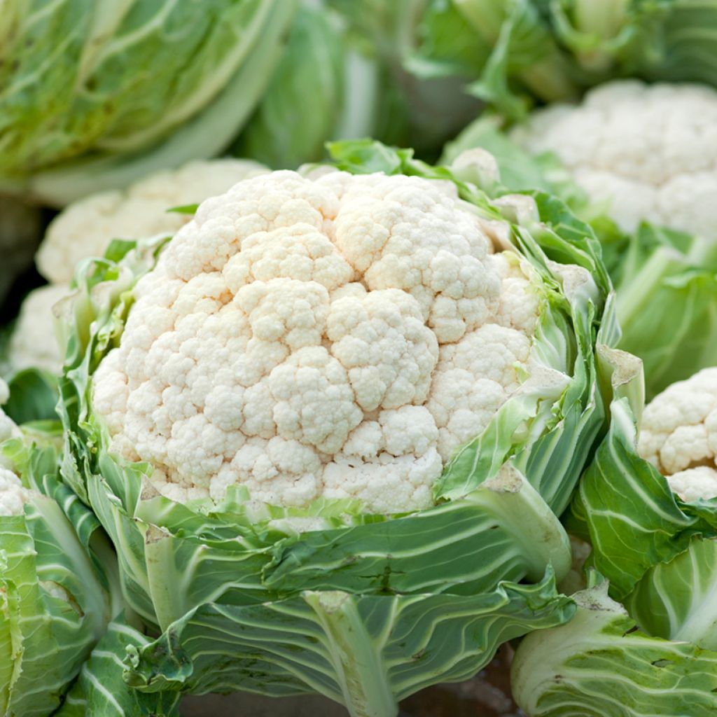 Cauliflower Extra-Extra-Early of Angers (untreated) - Ferme de Sainte Marthe seeds - Brassica oleracea