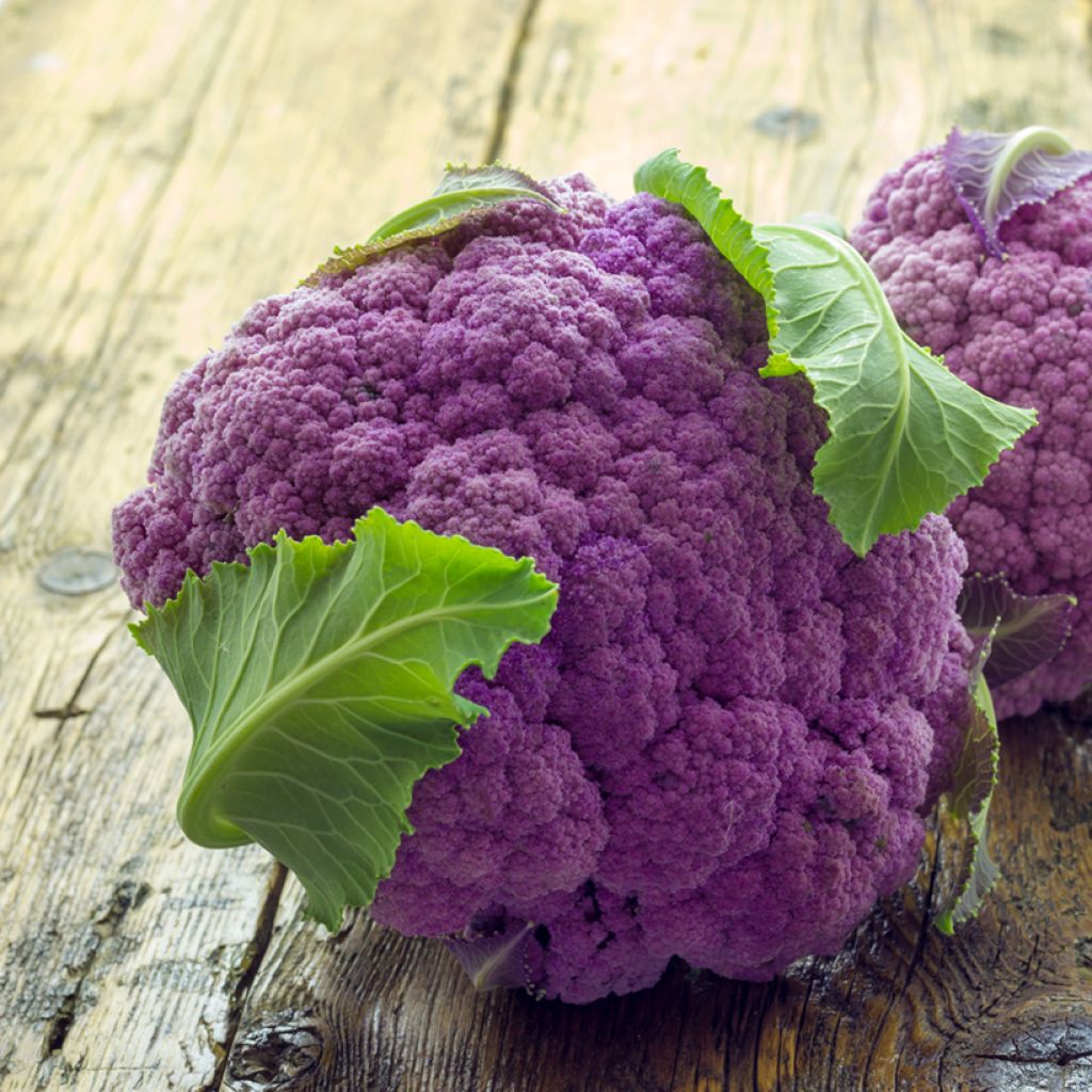 Cauliflower Graffiti F1 (purple)