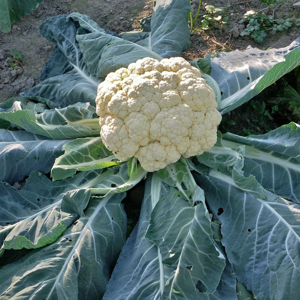 Cauliflower Marvel of All Seasons - Vilmorin seeds