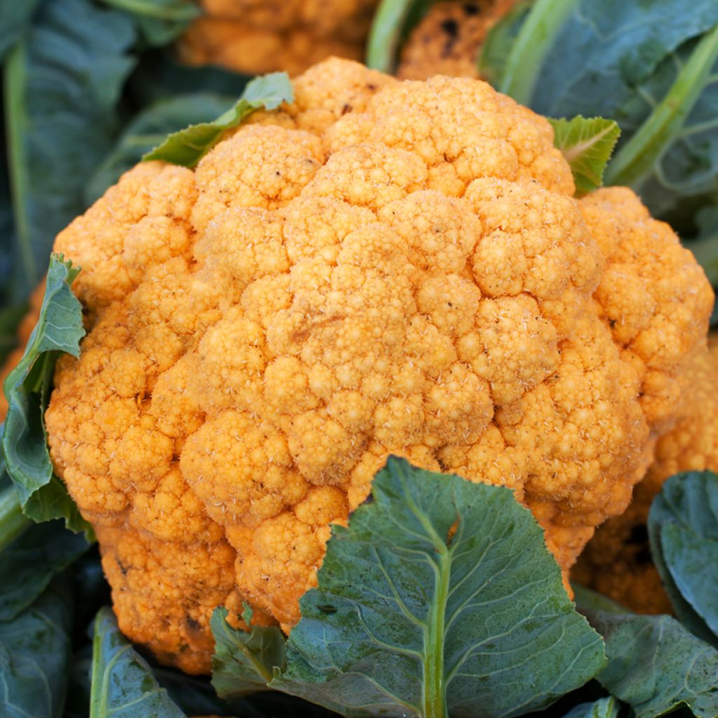 Cauliflower Orange Sunset F1