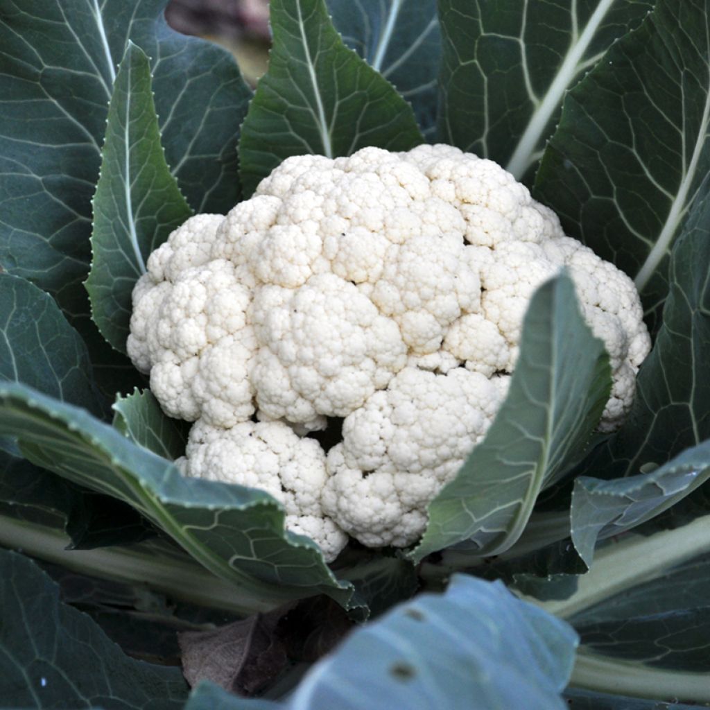 Cauliflower Pavilion F1