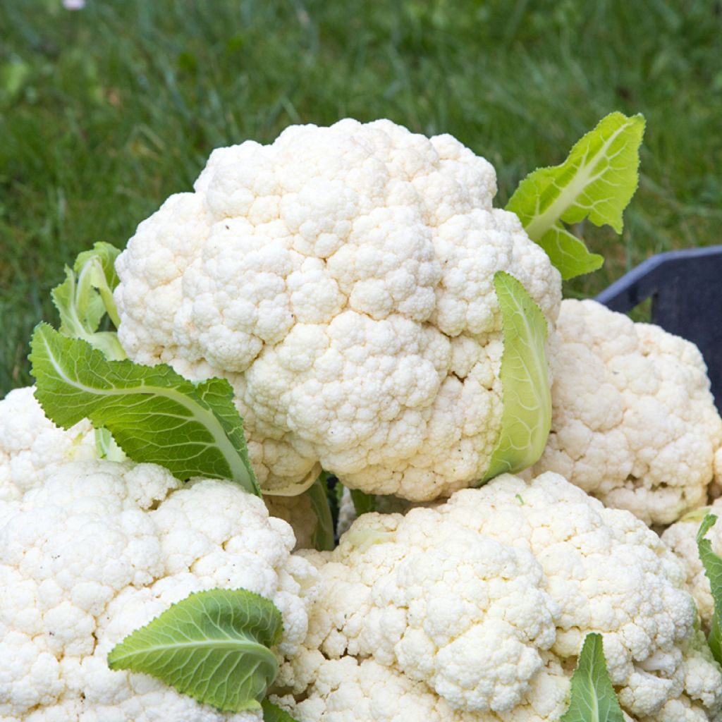 Cauliflower Winter Aalsmeer