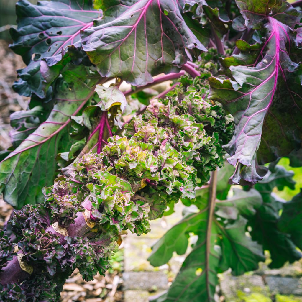 Brassica oleracea gemmifera seeds - Kalettes Garden Mix