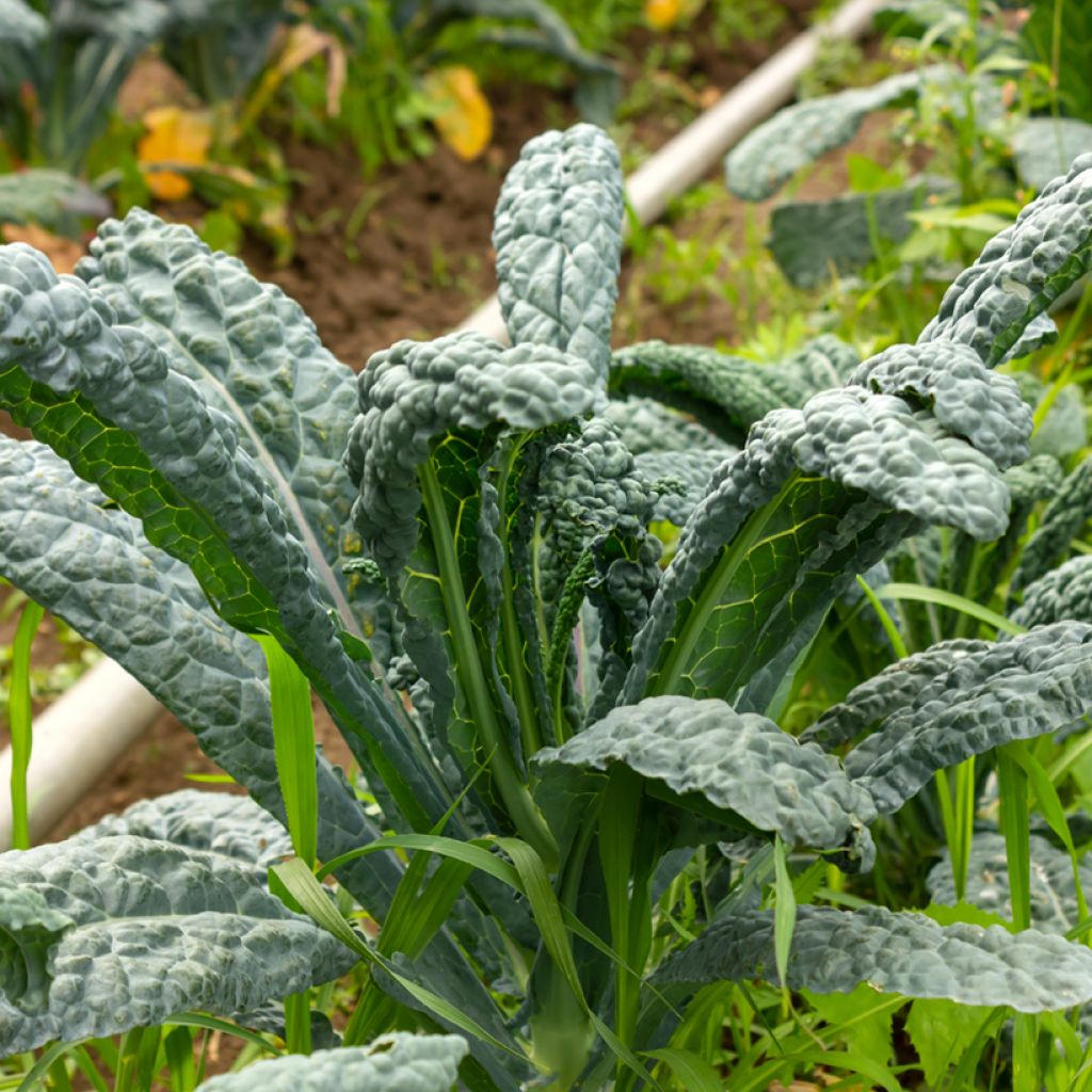 Kale Cavolo Palmizio - Brassica oleracea acephala