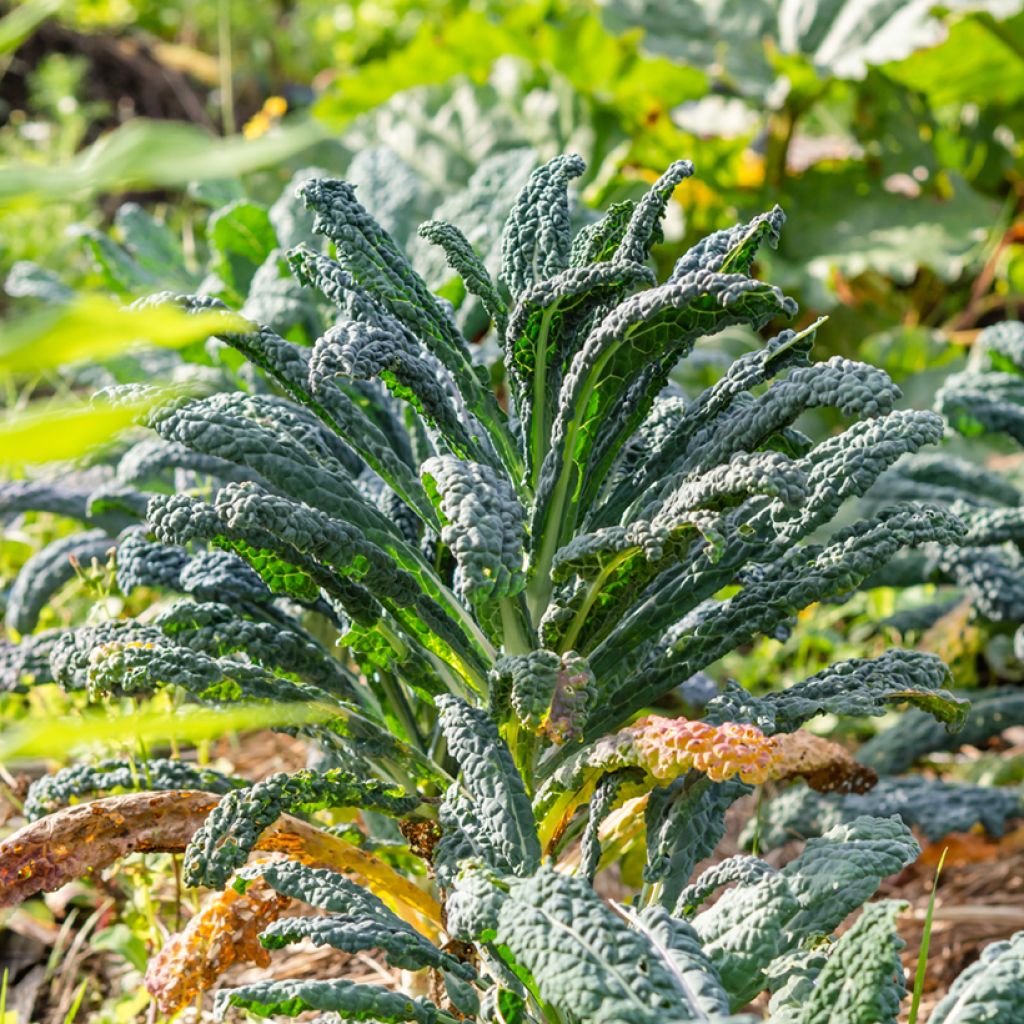 Tuscan Kale Nero di Toscana Organic  - Lacinato kale