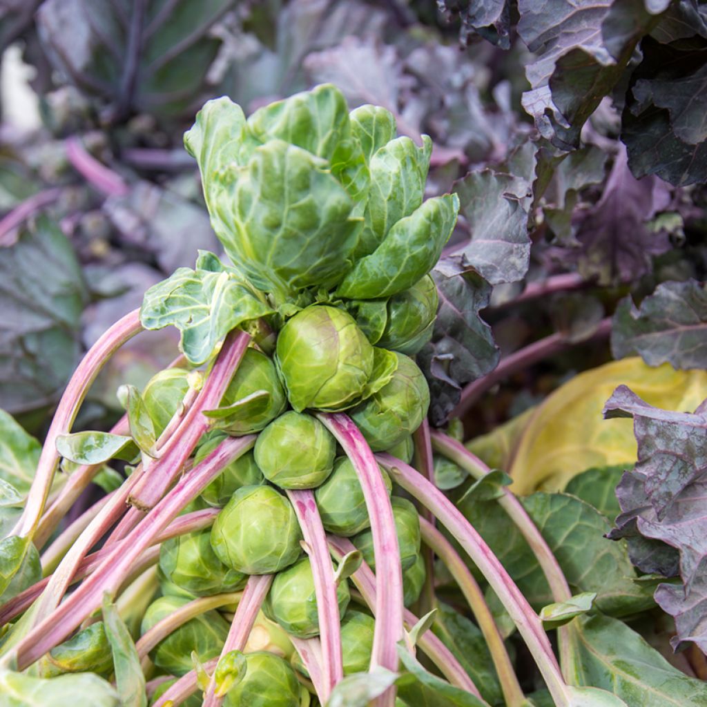 Brussels Sprout Bosworth F1 - Brassica oleracea gemmifera