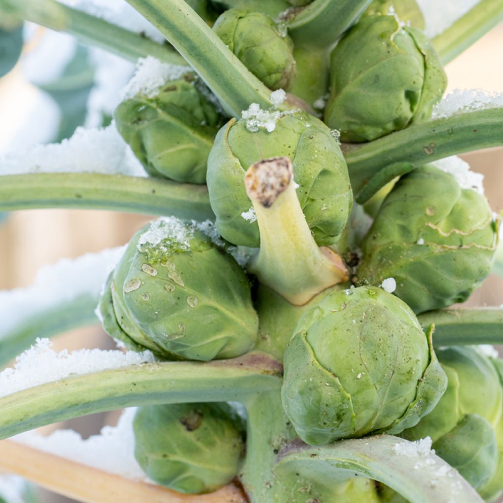 Brussels Sprout Bright F1 - Brassica oleracea gemmifera