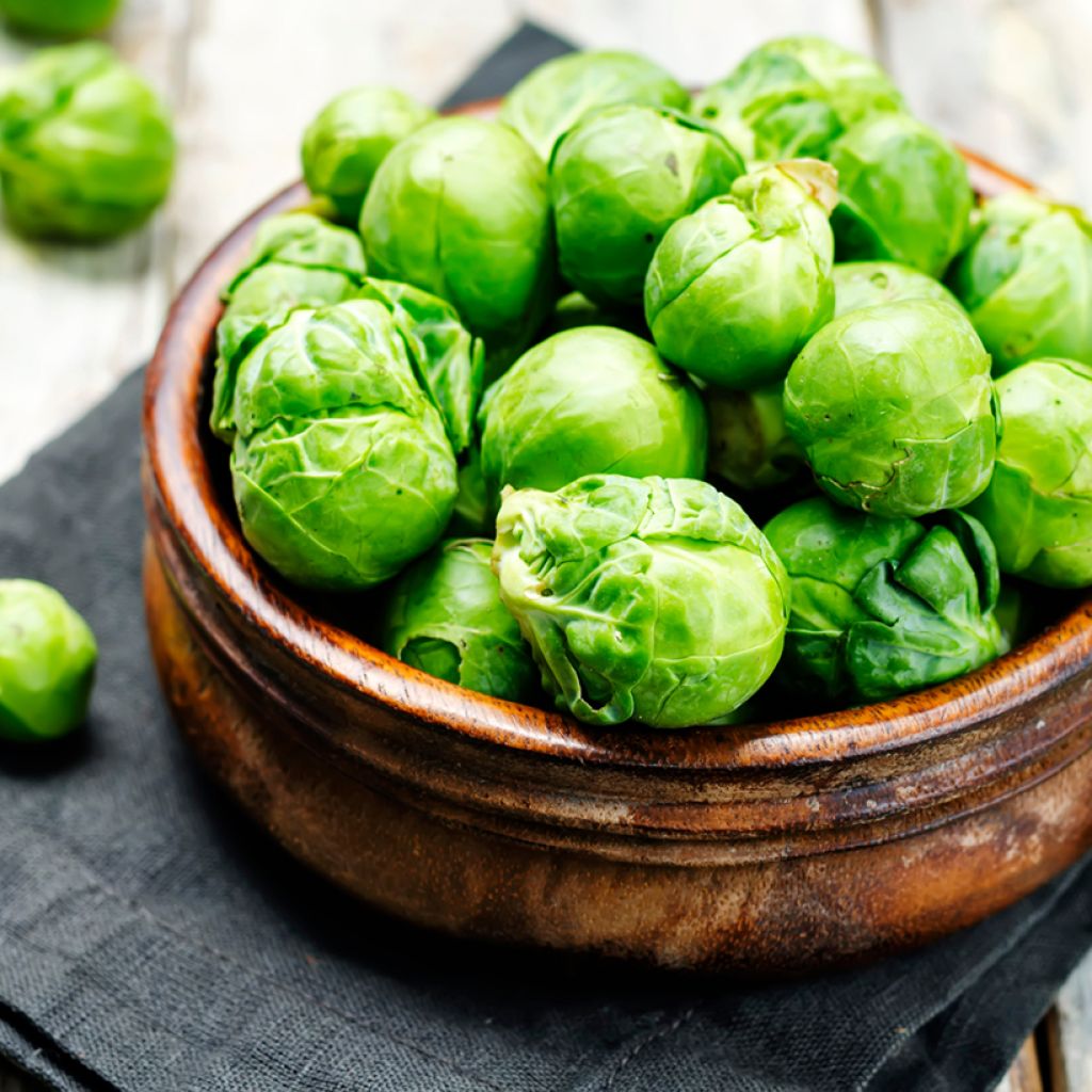 Brussels Sprout Jade Cross F1 - Brassica oleracea gemmifera