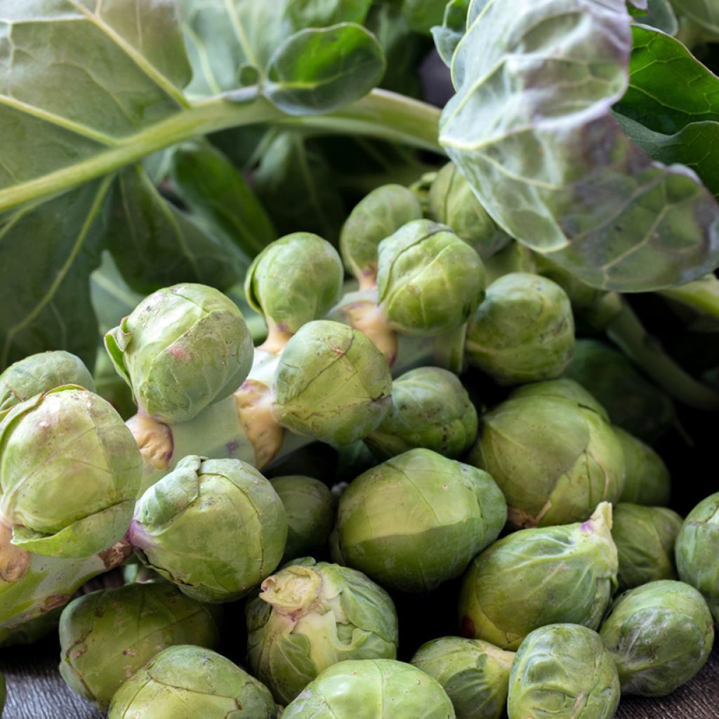 Brussels sprouts Roodnerf