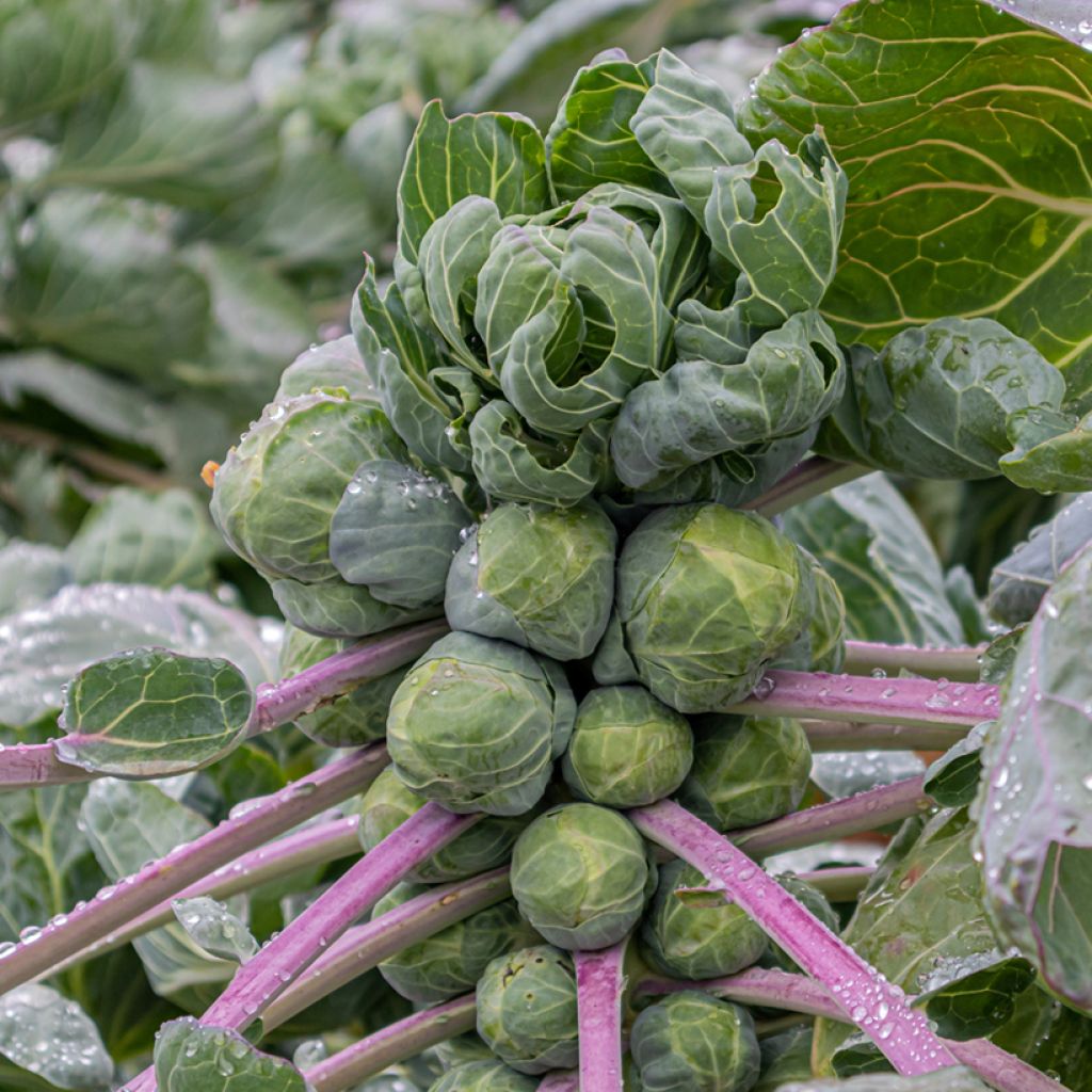 Brussels Sprouts Rosny - Brassica oleracea gemmifera