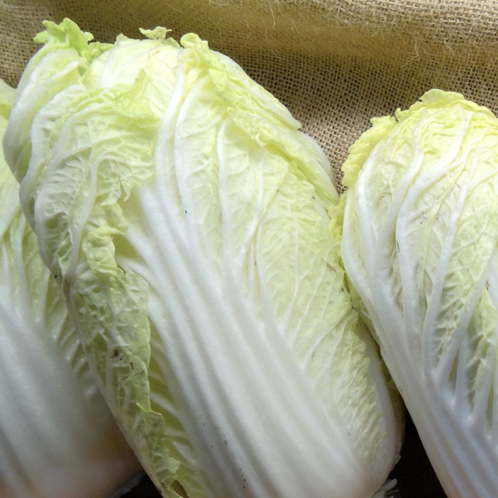 Napa Cabbage Spectrum F1 - Pe-Tsai