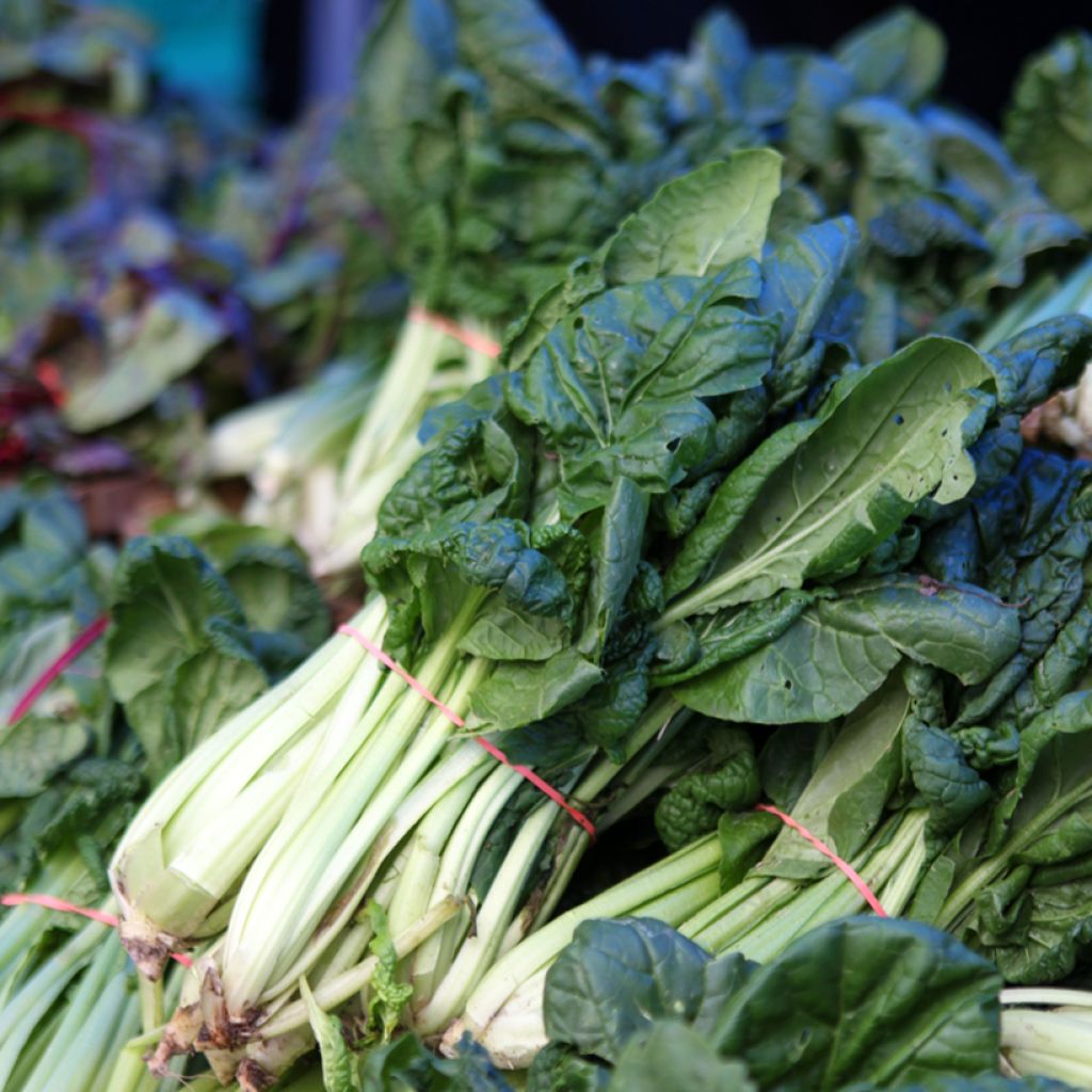 Chinese Cabbage Tah Tsai - Brassica napa narinosa