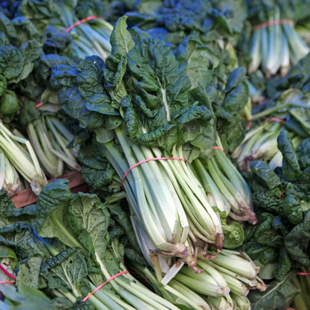 Tatsoi Green Coin - Chinese flat cabbage