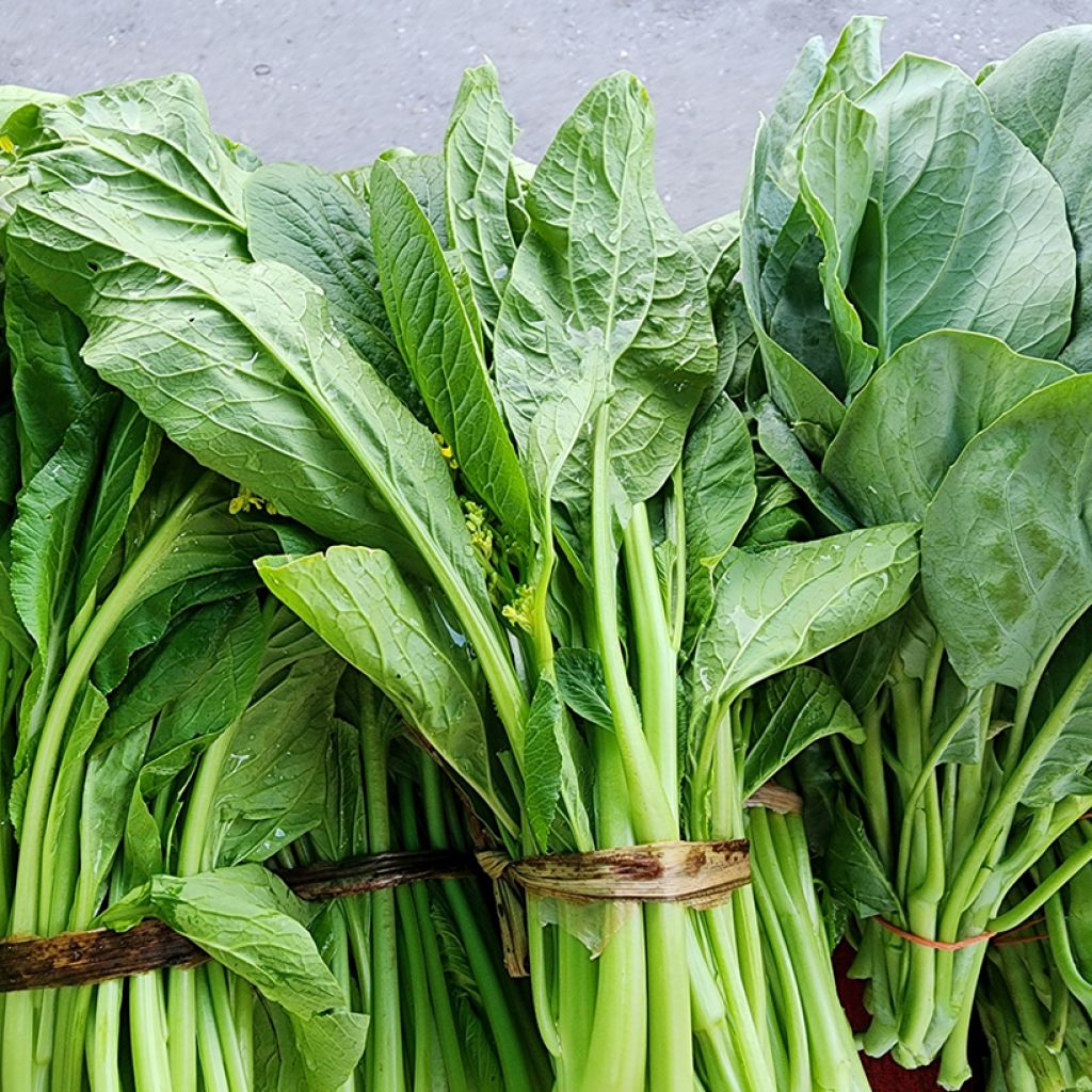 Chinese Cabbage Tsai Shim - Brassica parachinensis